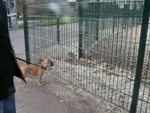 Quand cosa rencontre les biches