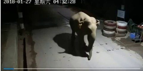 Quand un éléphant charge un poste frontière entre la Chine et le Laos... barrière arrachée