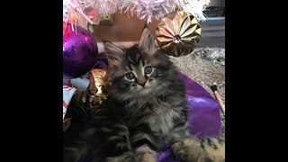 Best Holiday Photo of Your Cat Winners