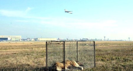 Atatürk Havalimanı'nda Pilotlara Pas Geçirten Köpekler için Tim Oluşturuldu