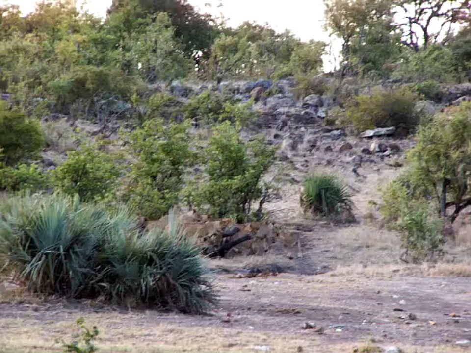 Buffaloes Rescue Baby Elephant from Lions - Latest Sightings Pty Ltd