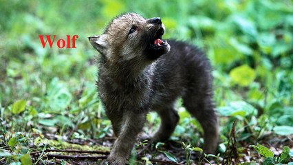 Animal Sounds for Kids - Animals videos for kids