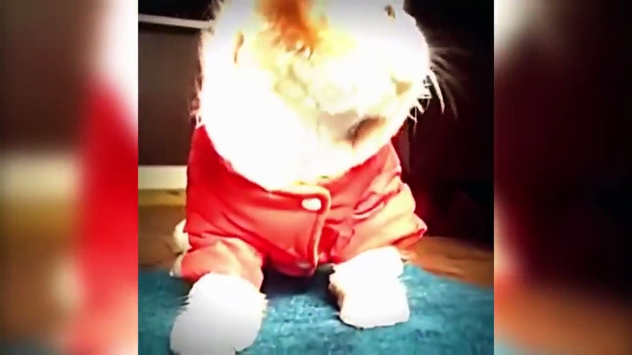 Funny Cats Dancing To Music - Cats Dancing To Music Compilation 2018