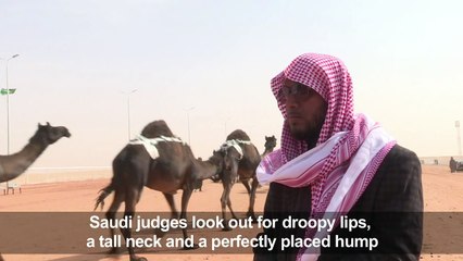 Camels left pouting as Saudis ban botox at beauty pageant
