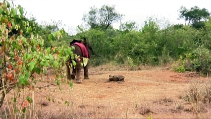 Elephant Diaries 2005 3of5