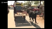 Mother cow runs behind truck carrying her injured calf to hospital