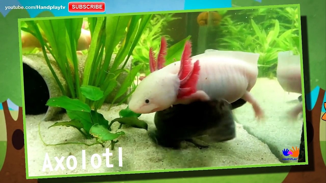 Vahşi Hayvanlar Çocuk Şaşırtıcı İçin İsim öğrenin | Pokemon Go Hayvanlar öğrenin - Handplaytv