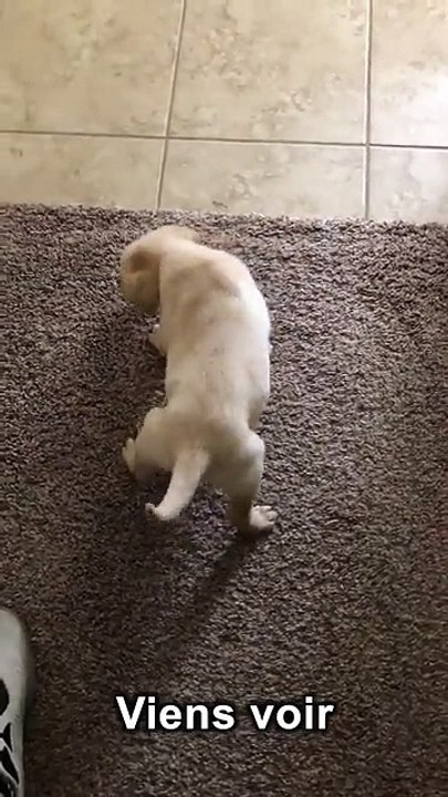 Offrir un chiot à sa copine (Fail)