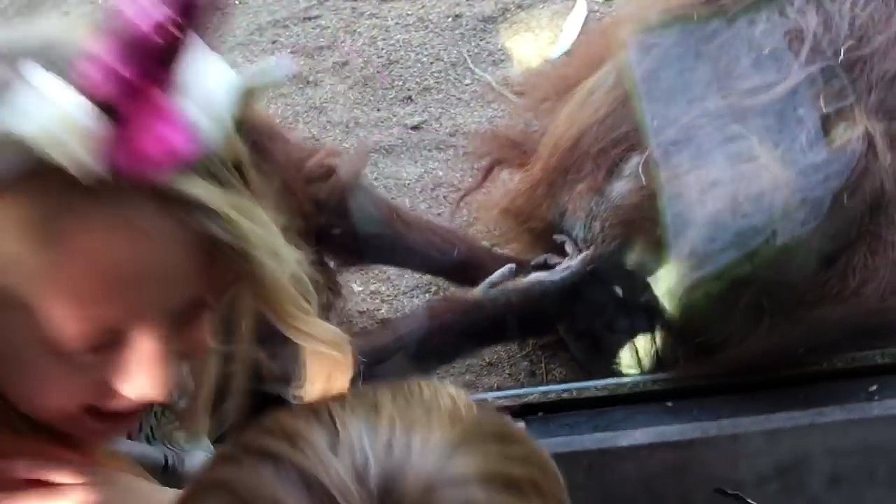 Un singe se prend un doigt dans les fesses