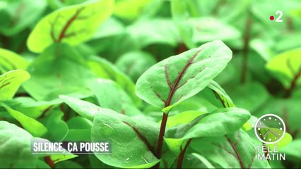 Sciences - Silence, ça pousse