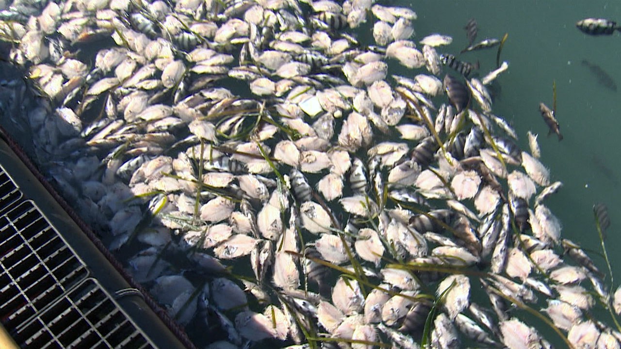 연일 한파에 양식 어류 130만 마리 폐사 / YTN