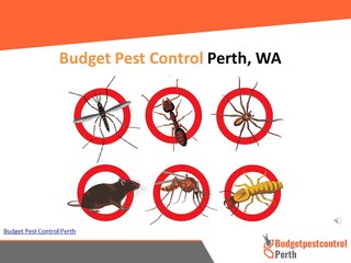 Mosquito Pest Control Perth