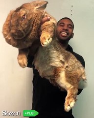 Köpek büyüğünde tavşan