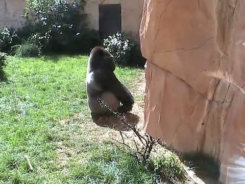 Zoo Amnéville-Gorilles (3)