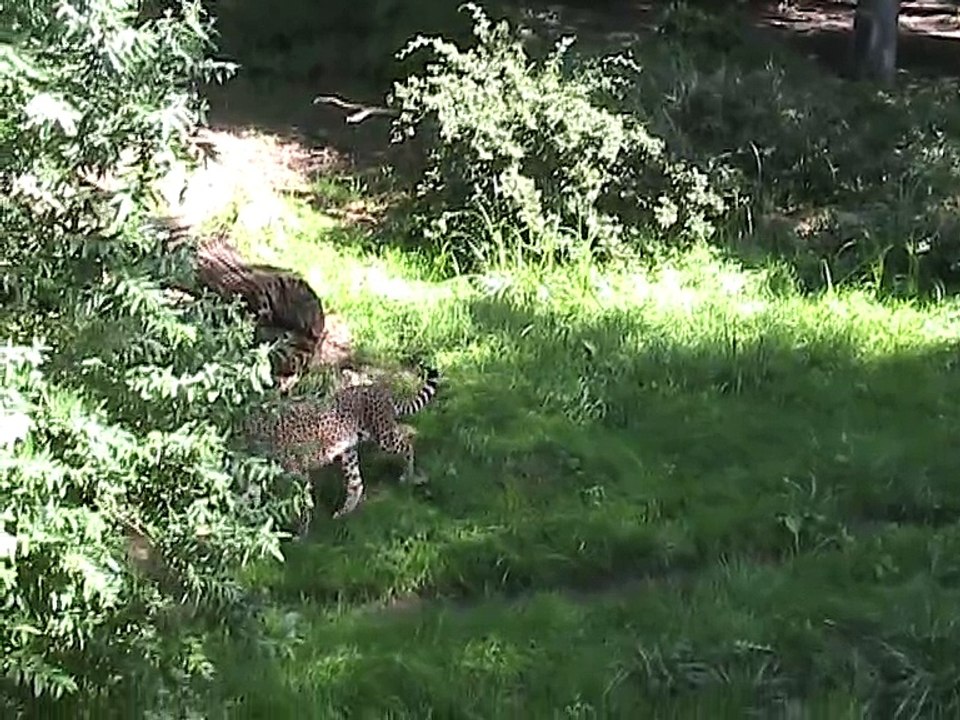 Zoo Amnéville-Guépards (3)