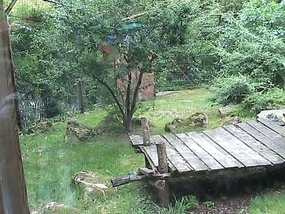 Zoo Amnéville-Lions (1)