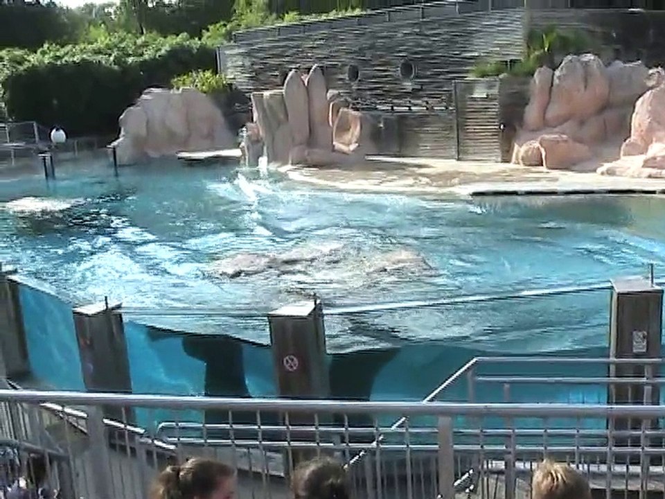 Zoo Amnéville-Otaries (2)