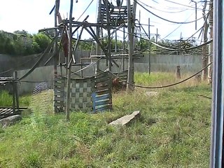 Zoo Amnéville-Orangs-Outangs (2)