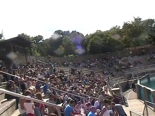 Zoo Amnéville-Otaries (1)