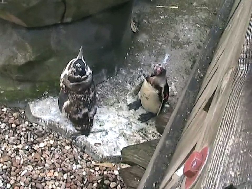 Zoo Amnéville-Manchots de Humboldt (4)