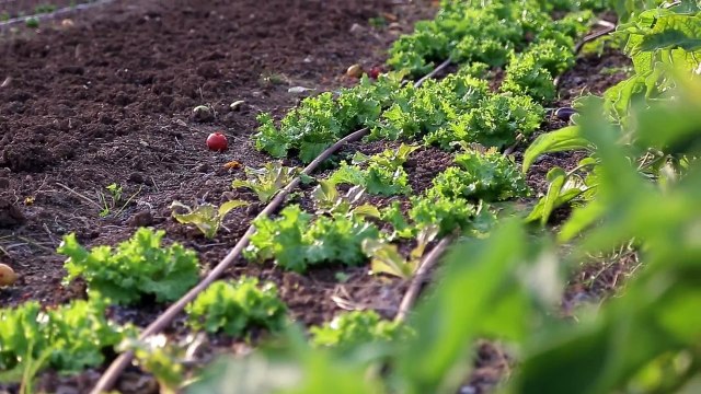 Zéro Phyto 100% Bio - Bande-annonce