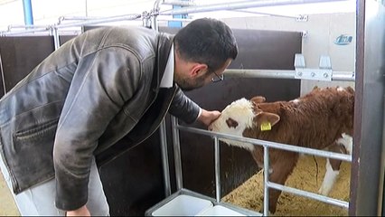 Kırmızı ette ithalatın önüne embriyo transferi ile geçilecek