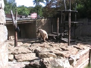 Zoo Amnéville-Ours brun (2)
