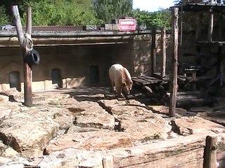 Zoo Amnéville-Ours brun (1)