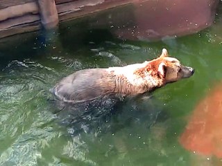 Zoo Amnéville-Ours brun (4)