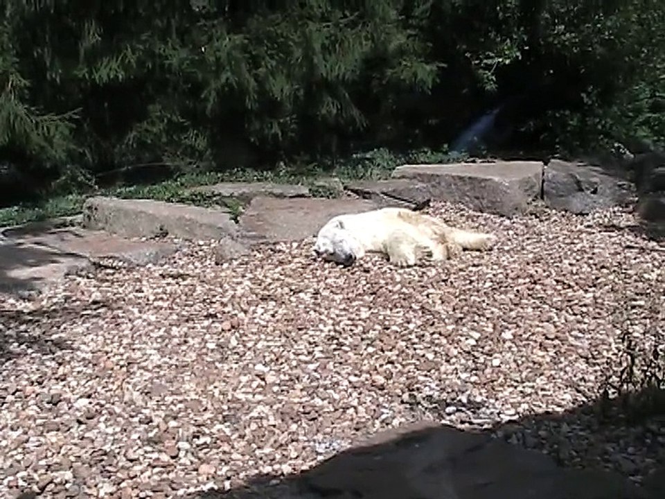 Zoo Amnéville-Ours polaire (1)