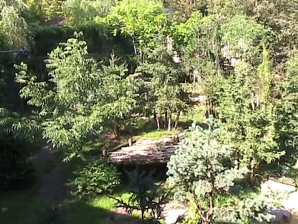 Zoo Amnéville-Tigre blanc (1)