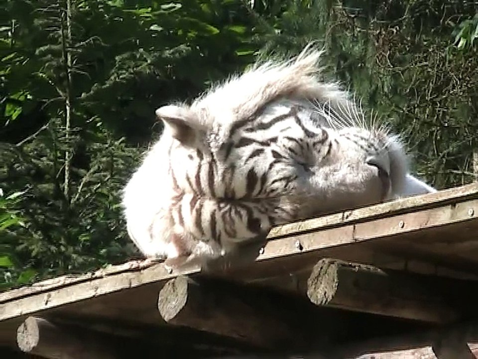 Zoo Amnéville-Tigre blanc (2)