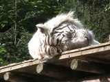 Zoo Amnéville-Tigre blanc (2)