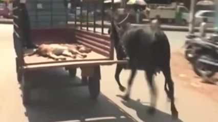 [영상] 깊은 모성애 보인 어미소 "사람보다 낫다" / YTN