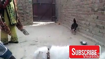 dog  cook fight | watch who will win | Must watch