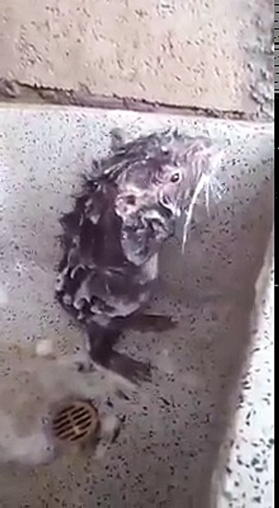 சோப்பு போட்டு குளிக்கும் எலி- வீடியோ