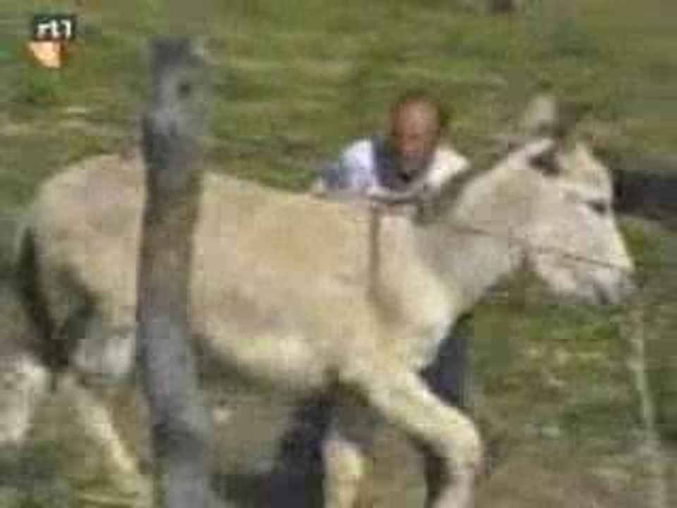 donkey-love
