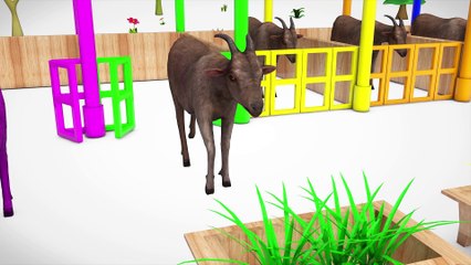 Learn Color & Learn Fruits Goat W Grass Cartoon Nursery Rhymes Song For Children