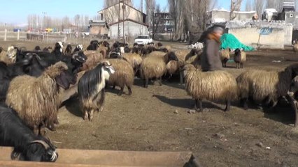 Muş'taki Besicilerin Kış Sevinci