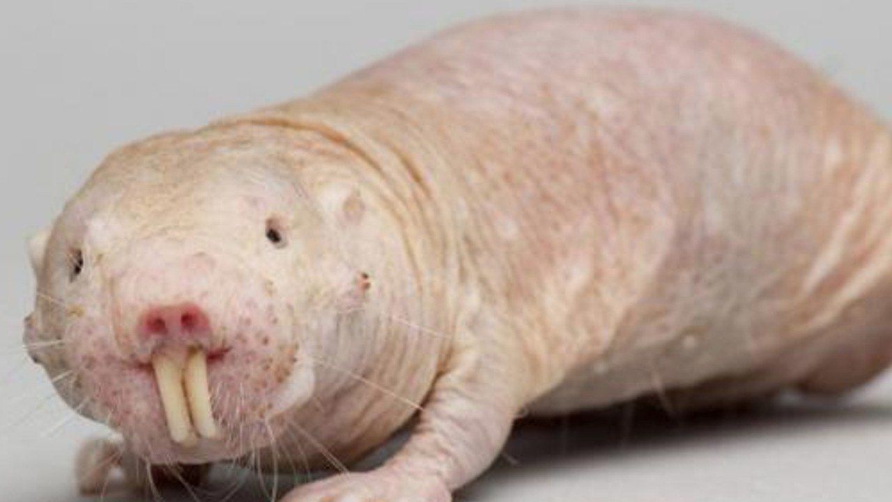 Les Super Pouvoirs Du Rat Taupe Nu Video Dailymotion