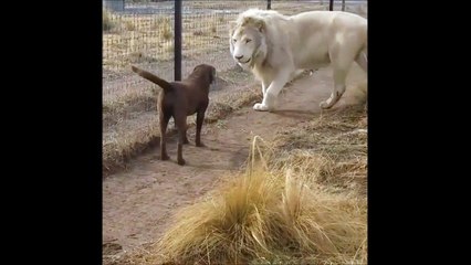 Un lion renifle la pate d'un chien