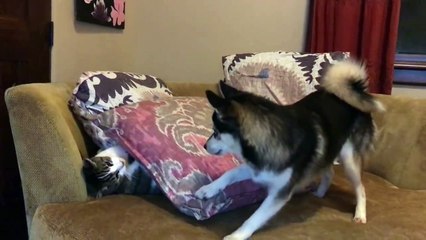 Un chiot huskie empêche un chat de dormir
