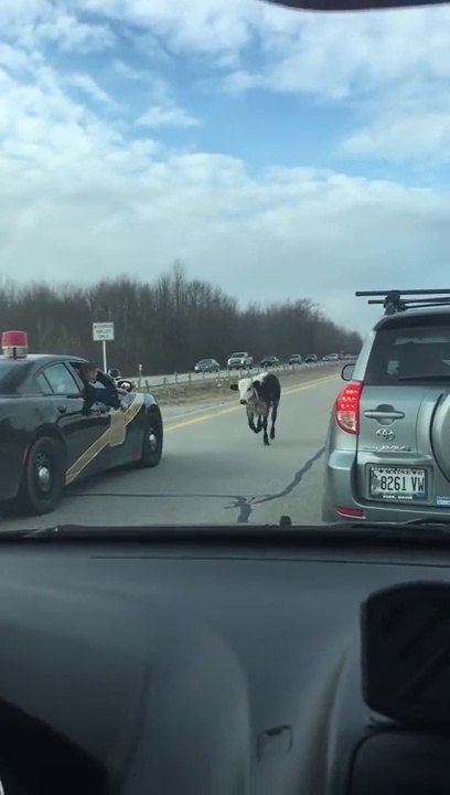 Quand tu croises un veau à contresens sur l'autoroute... Chaud