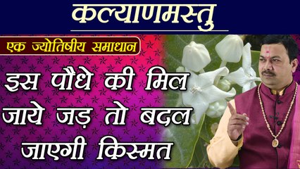 इस पौधे की जड़ कर देगी मालामाल | Astrological Benefits of Madaar | Boldsky