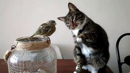 cat trying to pet a bird