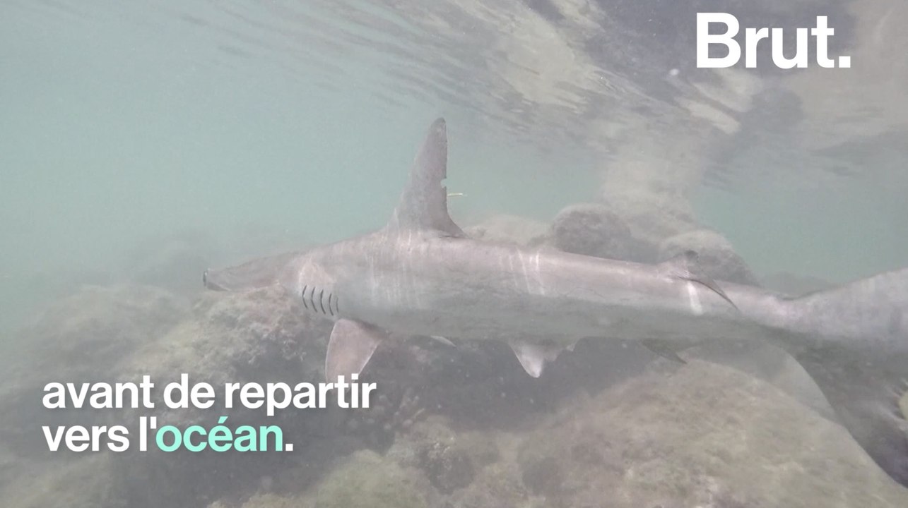 Une pouponnière de requins marteaux découverte aux Galapagos