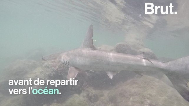 Une pouponnière de requins marteaux découverte aux Galapagos