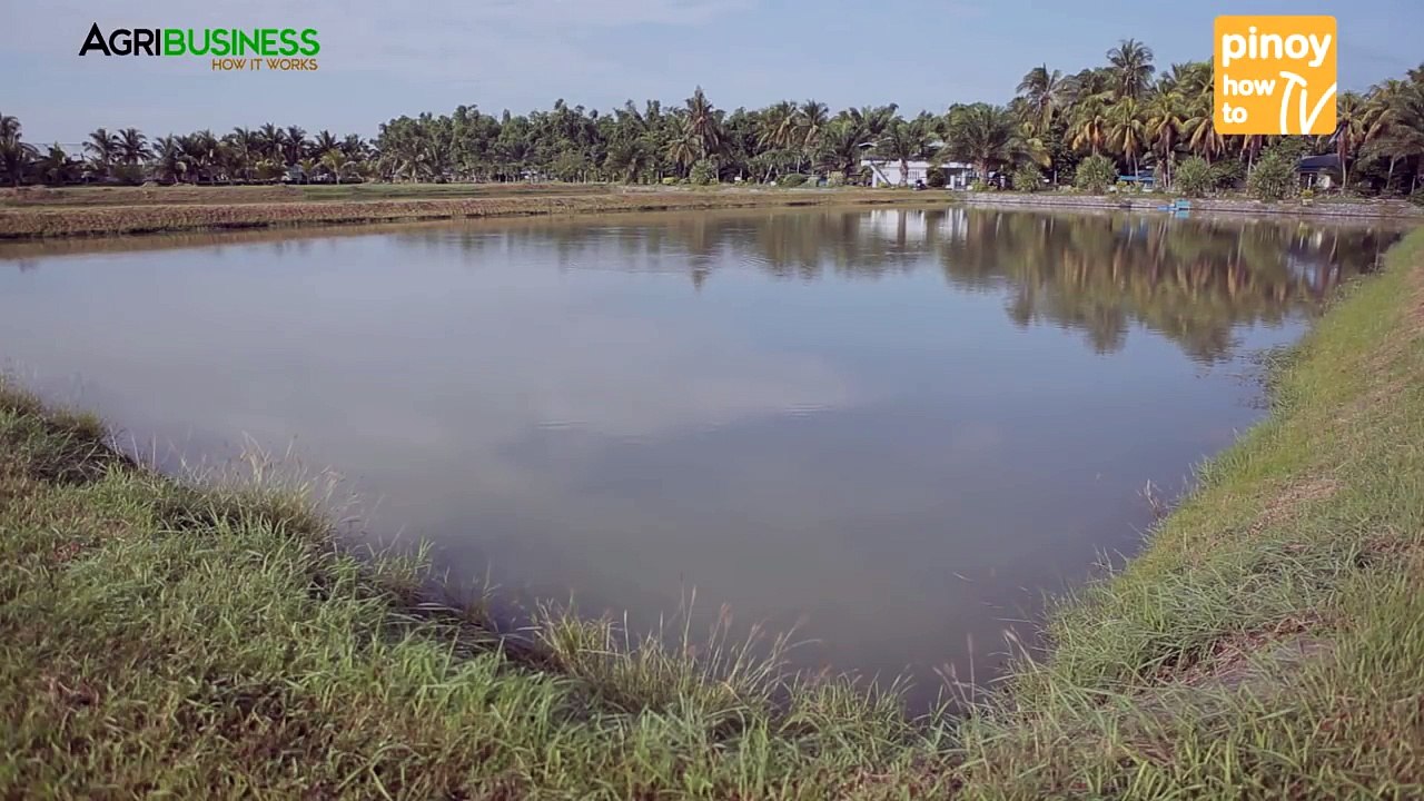 Tilapia Farming in Earthen Pond 2017 Part 3 : Tilapia Fish Health | Agribusiness
