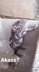 Ce rat est vraiment en train de se savonner ?