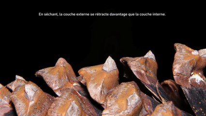 Ouverture de la pomme de pin